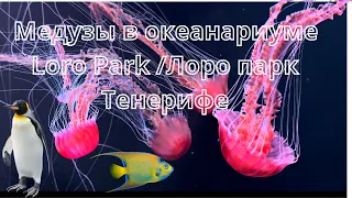 LORO park/Тенерифе/Сплошные плюсы! Зрелищные шоу, пингвины, медузы на острове/Испания.