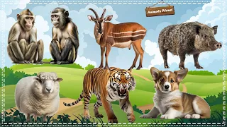 A Compilation of Amazing Animal Sounds and Videos: Monkey, Tiger, Boar, Sheep, Dog
