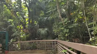 Myombe Reserve at Busch Gardens Tampa