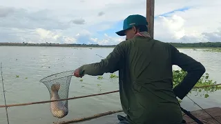 Pescaria de piauçu gigante na minhoca dessa forma é infalível Rio turvo