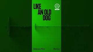 « Like An Old Dog » (Maceo Plex Rmx) #shorts