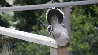 Crested Pigeon Courtship Ritual