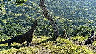 Komodo Island, New Seven Wonder of the World #indonesia #komodo