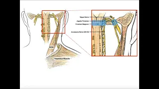 Structure & Function of the Spinal Accessory Nerve (CN XI)