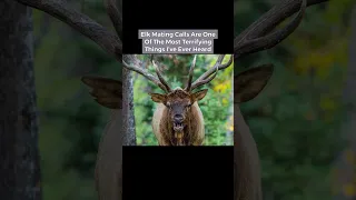 Terrifying Sounds Made By Animals #shorts #trending