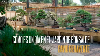 Cómo es un día en el jardín de bonsái de David Benavente