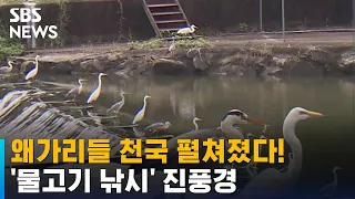 미동도 없이 1열 횡대  왜가리떼…물고기 낚시 진풍경 / SBS