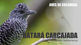 Birds of Colombia - Batara Carcajada (Thamnophilus multistriatus) Bar-crested Antshrike