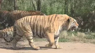 Siberian tigers surround the car