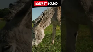 Donkey Sounds | Animal Sounds #shorts #donkeynoise