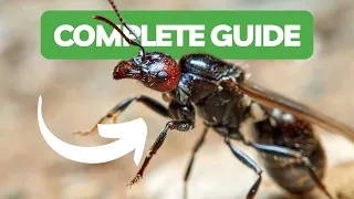 How To Raise An Ant Colony! | BRUMA Ants