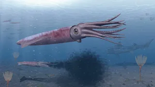 Evolution of Octopus