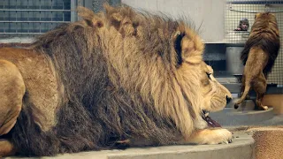 LION eats meat