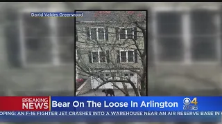 Arlington Police Issue Warning About Wandering Bear In Town