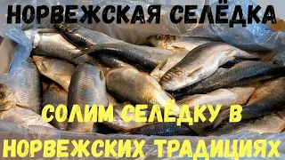 Как солить селёдку. Как это делают в Норвегии. Длительное хранение селедки и Малосольная селёдка.