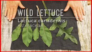 Meet WILD LETTUCE: Native Ancient SALAD known as food for the nerves (new video lesson)