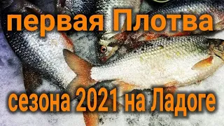 первая плотва сезона 2021 на Ладожском озере, first roach of the season 2021 on Lake Ladoga 🐟