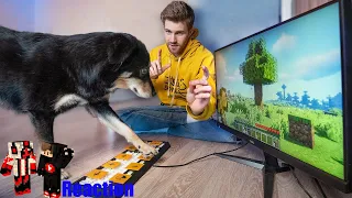 ByRazer & JokerTV reagieren auf Ich bringe meinem Hund Minecraft spielen bei Experiment von Tomary