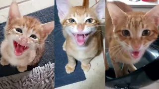 Kitten to Cat (Meows)-  Cute Ginger Cat Meowing - CatsLifePH