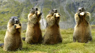 The Hidden World of Groundhogs: Discovering the secrets of their amazing lives!