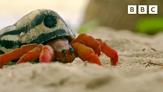 How do crabs swap shells? | Spy in the Ocean - BBC