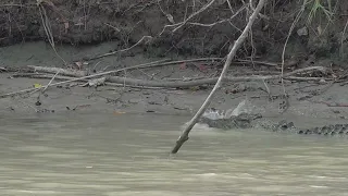 A Crocodile eating a fish at Cahills Crossing