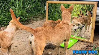 How are You?..Amazing Reactions Mirror Prank on Dogs