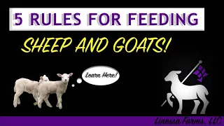 5 Basic Rules for Feeding Sheep and Goats!