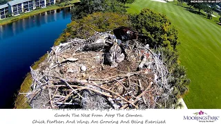 Moorings Park Osprey 24.04.2024 10:58