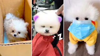 Tik Tok Chó Phốc Sóc Mini 😍 Funny and Cute Pomeranian #386