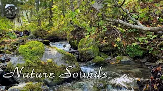 Relaxing sounds of a mountain stream / Sounds of nature / Music for relaxation and meditation