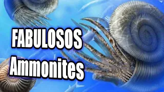 🌊Conoce a los épicos ammonites de los mares prehistóricos!!!🏝