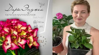 Обзор нового поступления гортензий 🌸#крупнолистные #метельчатые