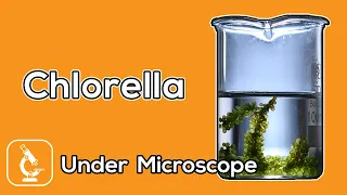 Under Microscope | What chlorella does look like under the microscope?