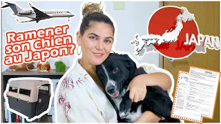 JAPON : Ramener son animal de compagnie ?  Papiers, Vaccins, Avion✈️ !