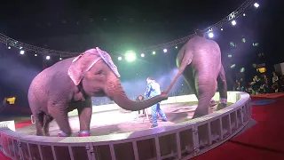 #Garden_Bros #Circus #The_Elefant | Funny and Cute elephants 🐘