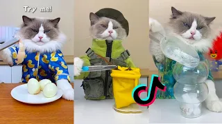 That Little Puff | Cats Make Food 😻 | Kitty God & Others | TikTok 2024 #8