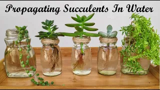 Fast and Easy Way To Propagate Succulent In Water |  Succulent Water Propagation