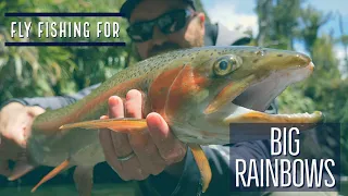 Back Country Fly Fishing in New Zealand for Big Rainbow Trout