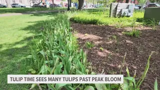 Tulip Time visitors disappointed to find many flowers no longer in bloom