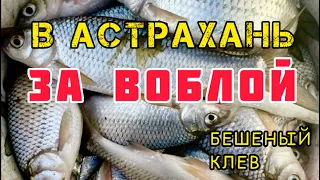 В Астрахань за воблой