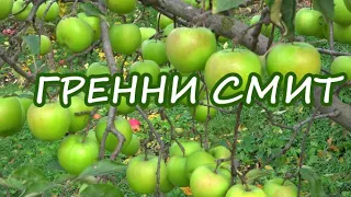 Самый популярный в мире зелено-плодный австралийский сорт яблони ГРЕННИ СМИТ