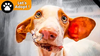 You have never seen anything like this… his owner broke his jaw !