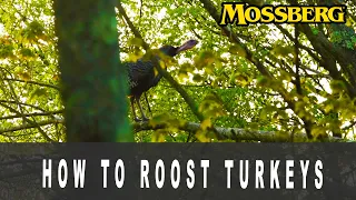 How to Roost Turkeys