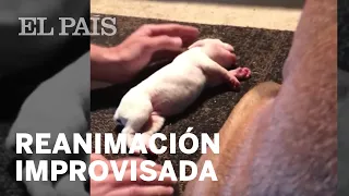 SALVA  a un cachorro con una IMPROVISADA maniobra de REANIMACIÓN