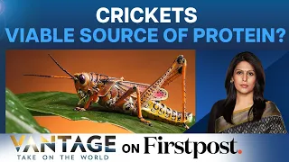 Crickets as Baby Food? Canadian’s Take On Protein Source Goes Viral | Vantage with Palki Sharma