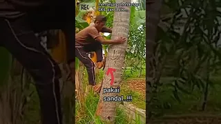 gilak!!! cara memanjat pohon kelapa unik pakai sandal#shorts #shortsfeed #shortsvideo