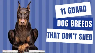 11 Guard Dog Breeds That Don’t Shed | Dog show