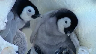 Cute Penguin Snow Chick learns to Stick Up for Himself! - Kate Winslet