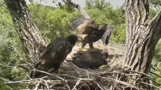 Decorah Eagles,Nice Wingersizing & Parent On Skywalk  5/31/17